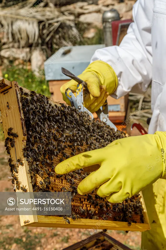 Crop unrecognizable professional beekeepers with smoker checking honeycomb with bees while working in apiary in summer day