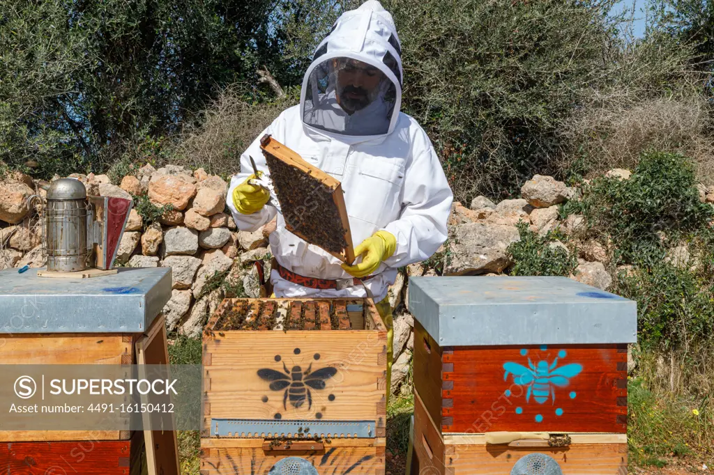 Male beekeeper in white protective work wear holding honeycomb with bees while collecting honey in apiary