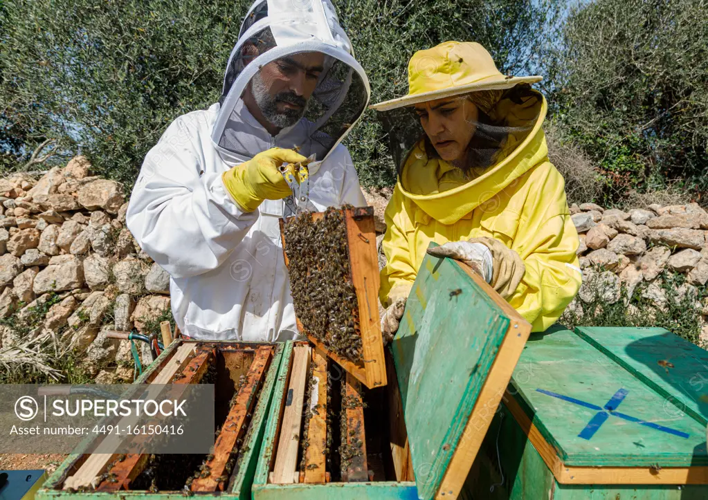 Professional male and female beekeepers inspecting honeycomb with bees while working in apiary in summer day