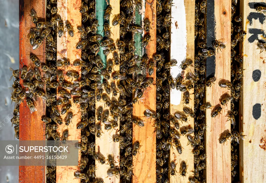 Closeup of honeycomb frame inside wooden box covered with bees during honey harvesting in apiary