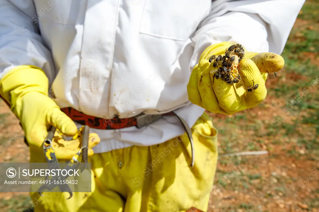 Closeup of crop anonymous beekeeper in protective wear and gloves holding instrument and piece of honeycomb with bees while collecting honey in apiary