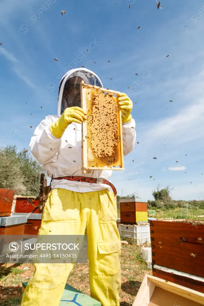 From below male beekeeper in white protective work wear holding honeycomb with bees while collecting honey in apiary
