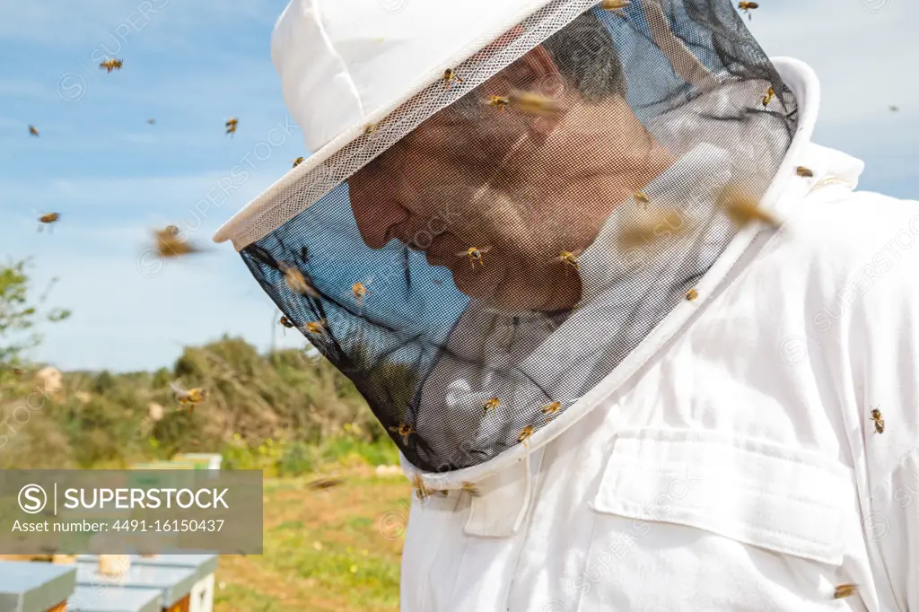 Mature male beekeeper in white protective costume and mask looking down while standing in apiary with bees flying around in summer day