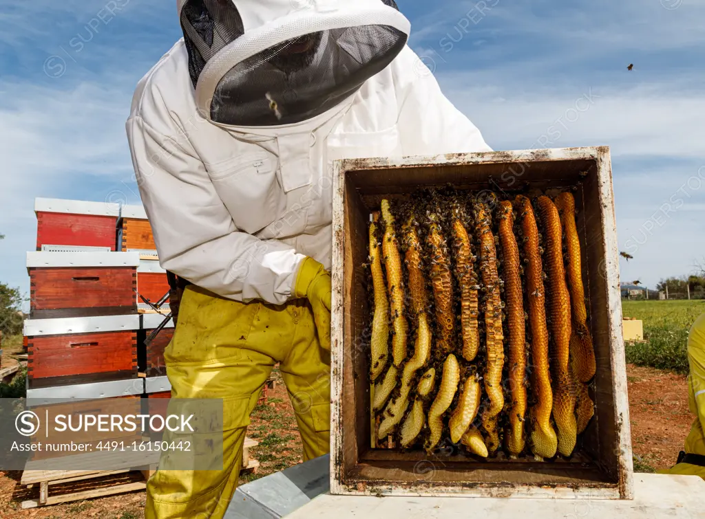 Male beekeeper in white protective work wear holding honeycomb with bees while collecting honey in apiary