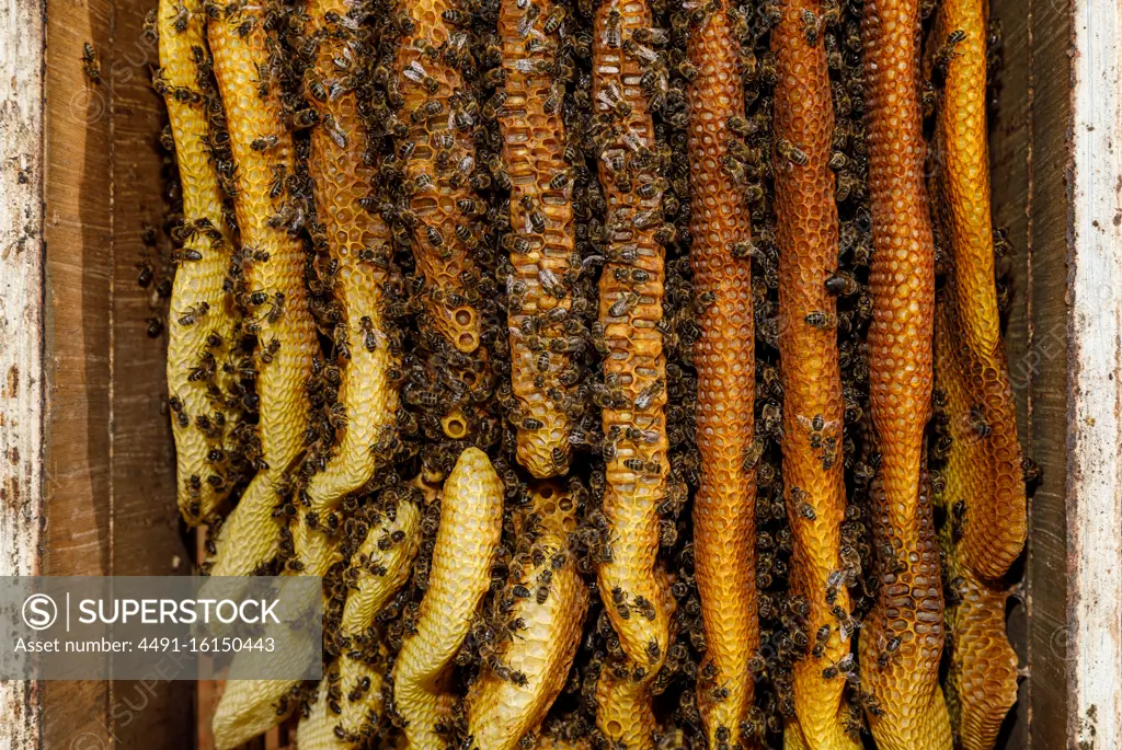Closeup of honeycomb frame with bees during honey harvesting in apiary