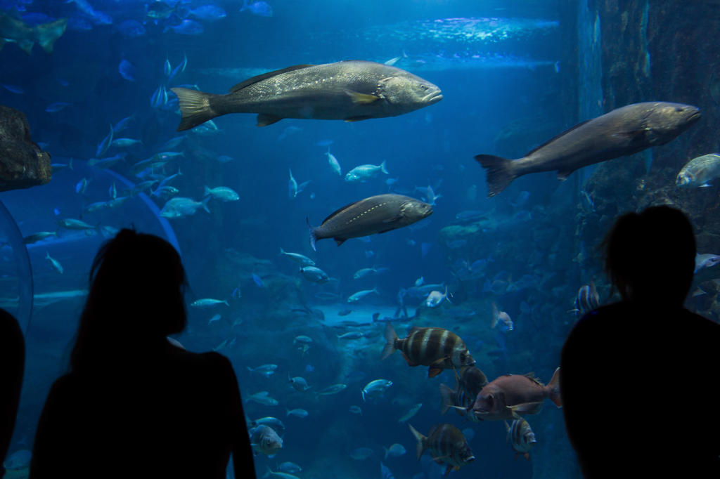 Silhouette of unrecognizable people looking at fishes in an aquarium