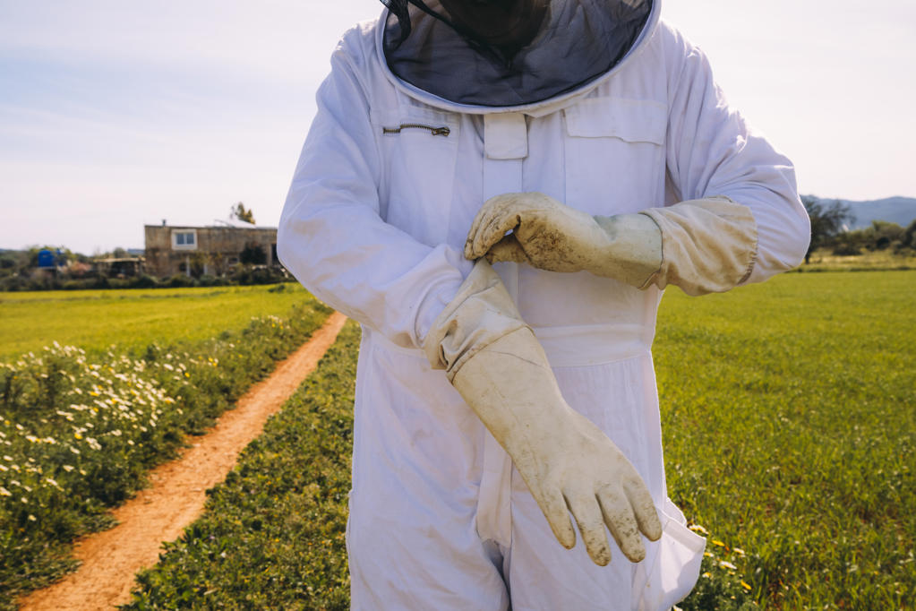 Crop unrecognizable beekeeper in white costume putting on protective gloves while standing on green grassy meadow and preparing for working on apiary