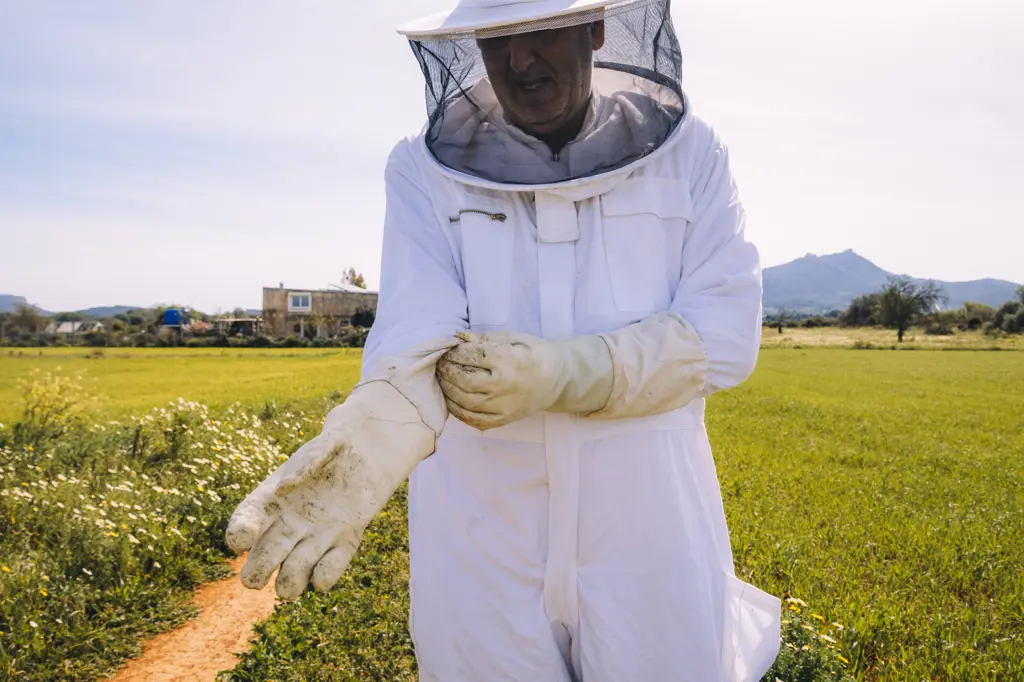 Man beekeeper in white costume putting on protective gloves while standing on green grassy meadow and preparing for working on apiary