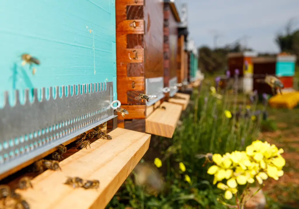 Closeup of new wooden honeycomb beehive box with bees placed in apiary in sunny summer day