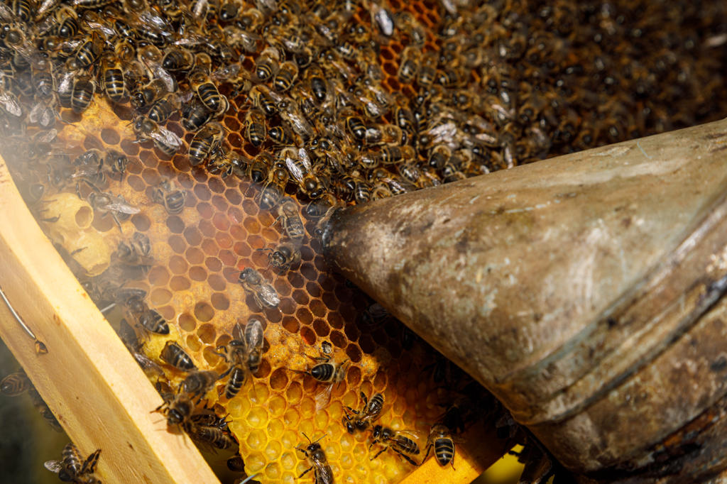 Closeup of weathered rusty metal bee smoker near honeycomb frame full of bees during honey harvesting in apiary