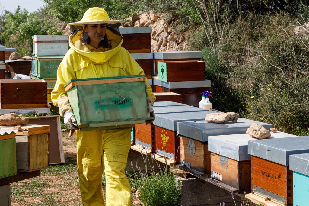 Professional female beekeeper in yellow costume carrying honeycomb crate while working in apiary in summer day