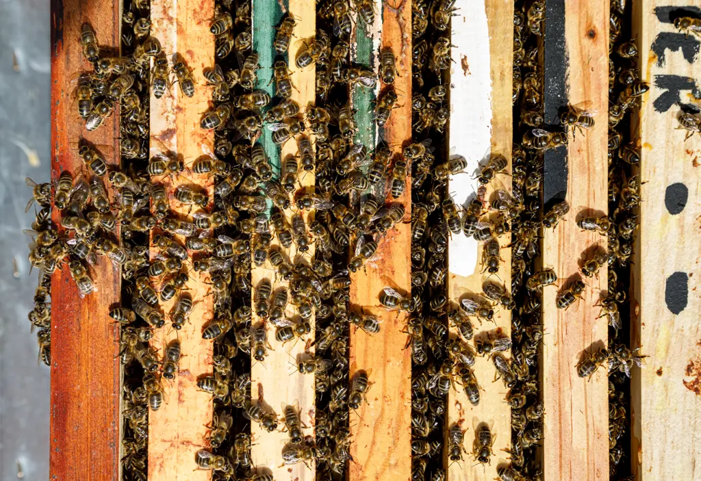 Closeup of honeycomb frame inside wooden box covered with bees during honey harvesting in apiary