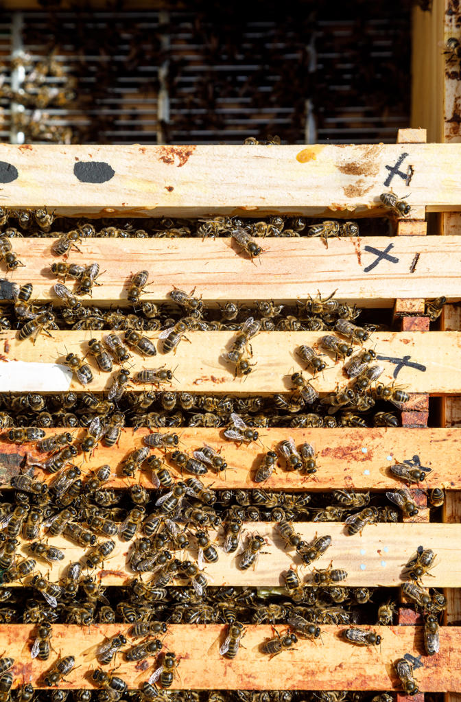 Honeycomb frame inside wooden box covered with bees during honey harvesting in apiary