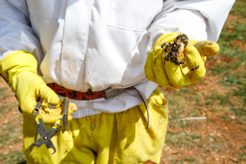 Closeup of crop anonymous beekeeper in protective wear and gloves holding instrument and piece of honeycomb with bees while collecting honey in apiary