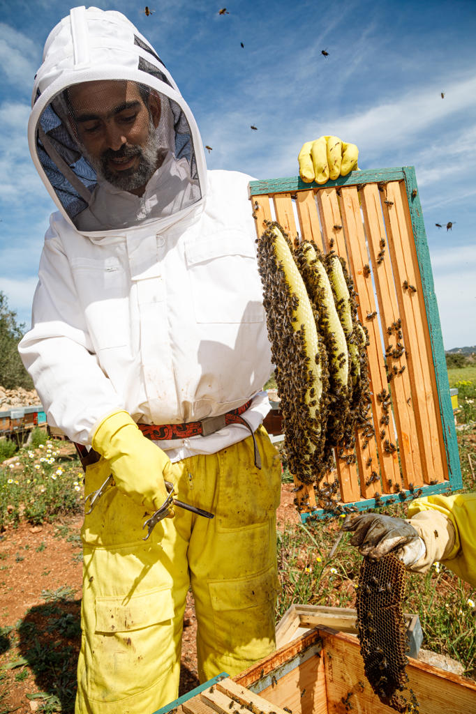 From below male beekeeper in white protective work wear holding honeycomb with bees while collecting honey in apiary