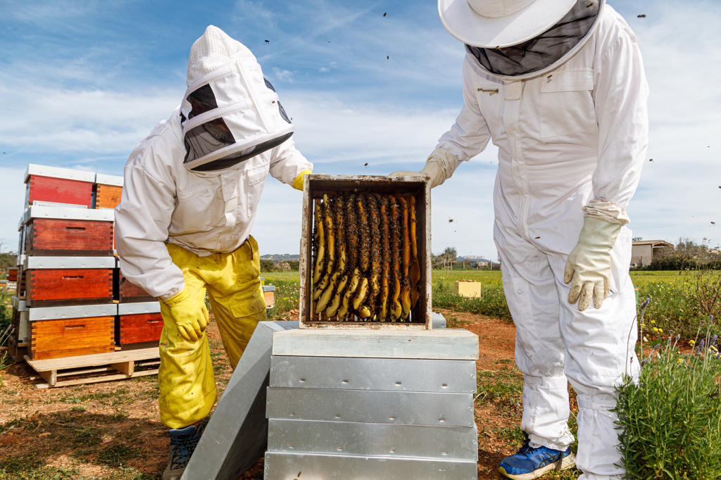 Professional male and female beekeepers inspecting honeycomb with bees while working in apiary in summer day