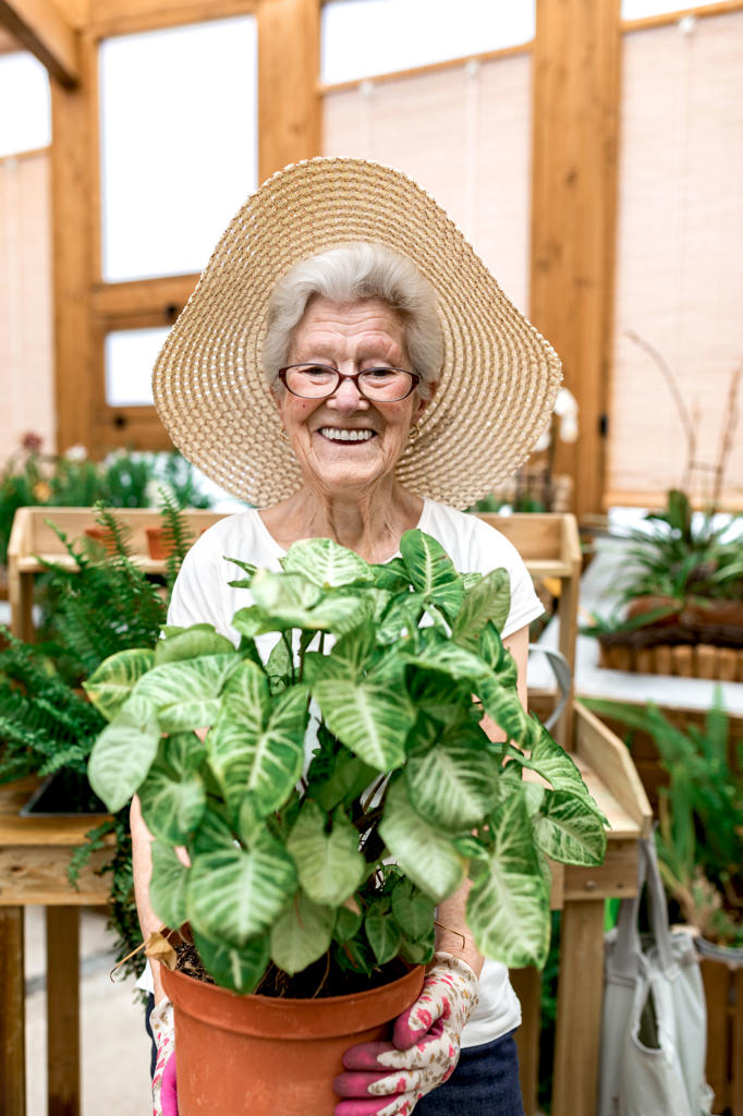Positive elderly woman in hat and glasses carrying pot with big green plant smiling for camera while working in hothouse