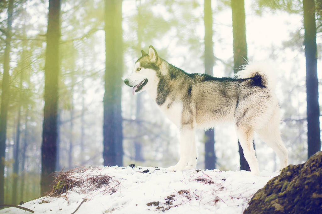 Wonderful Husky enjoying winter snows in nature of forest.
