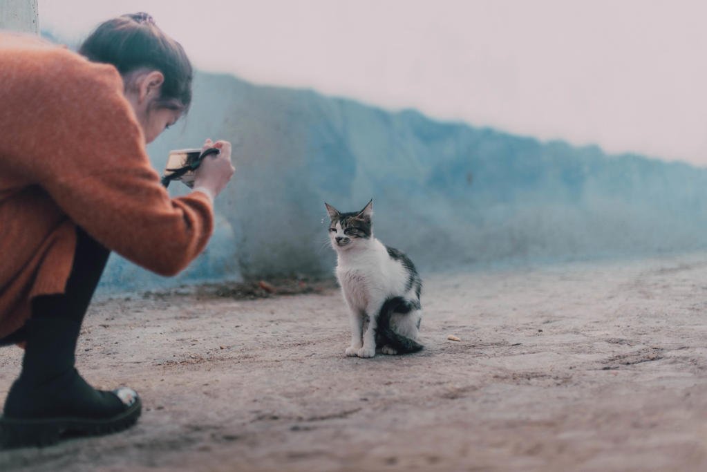 Young photographer woman taking shot of homeless abandoned cat in in Chefchaouen, Morocco