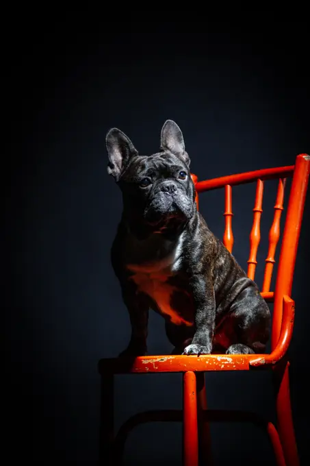 Adult sad black purebred french bulldog sitting on chair