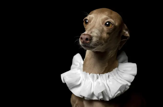 Little italian greyhound dog in studio disguised on dark background dressed ina funny costume