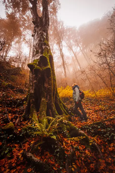 Woman walking and contemplating forest with autumn colors among fog