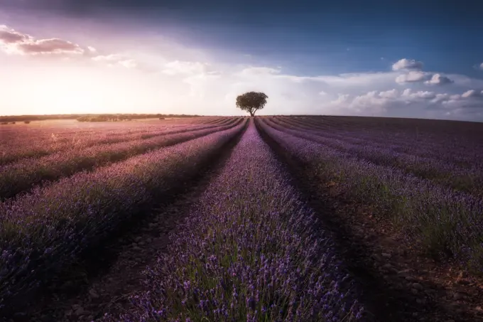 Amazing scenery of lavender field and solitary big tree at horizon at sunset