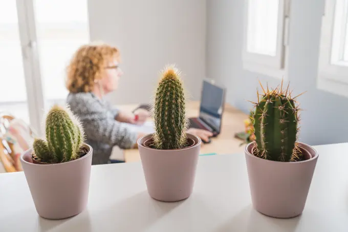 Side view of adult woman in casual clothes working on laptop in earphones at room decorated with cactuses in ceramic pots