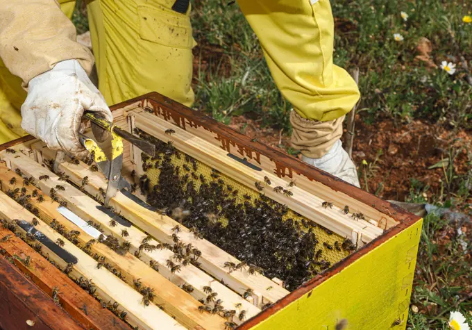 Cropped unrecognizable female beekeeper in yellow protective costume taking honeycomb frame from hive while working in apiary in sunny summer day