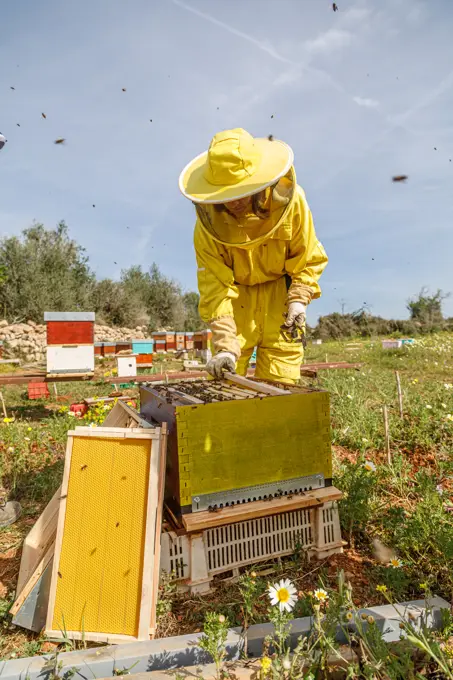 Female beekeeper in yellow protective costume taking honeycomb frame from hive while working in apiary in sunny summer day