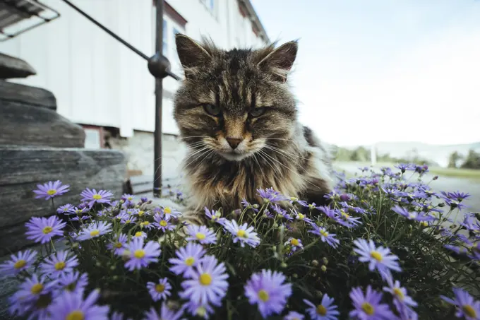 Portrait of serious cat sitting in summer flowers on background of street. 