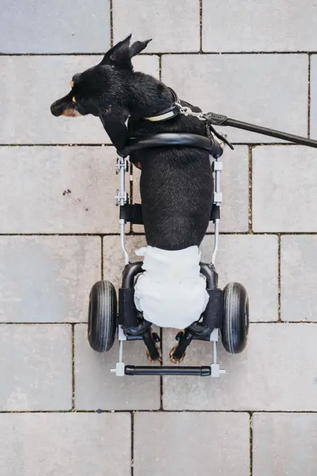 From above paralyzed handicapped Dachshund dog with wheelchair walking on street
