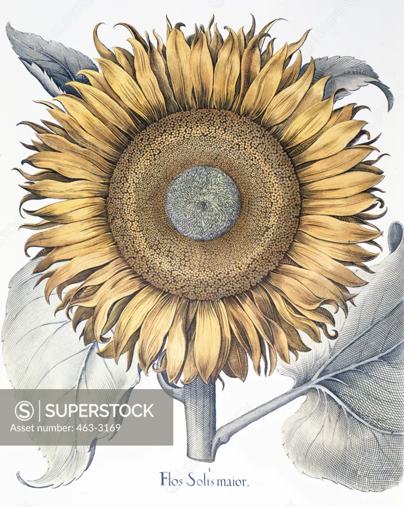 Sunflower Botanical Prints