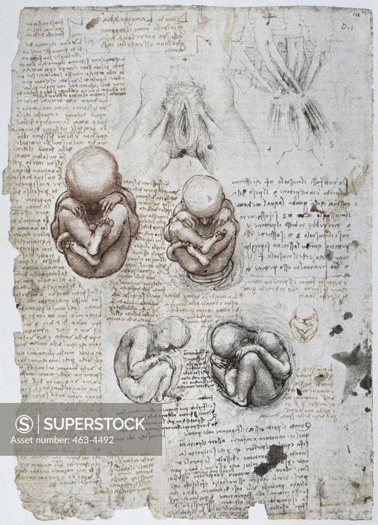 Stock Photo: 463-4492 Anatomy Studies: Abdominal Wall Muscles of a Pregnant Woman/Exterior Female Genitals/ Leonardo da Vinci (1452-1519 Italian) Royal Library, Windsor Castle, England