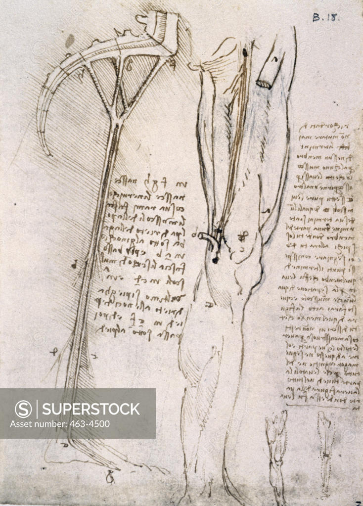 Stock Photo: 463-4500 Anatomy Studies,  Plexus Sacralis,  Sciatica Nerv and Nervus Femoralis by Leonardo da Vinci,  1452-1519,  Italian,  pen,  ink and chalk,  England,  Windsor Castle,  Royal Library