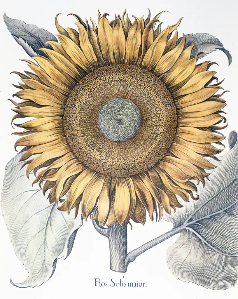 Sunflower Botanical Prints