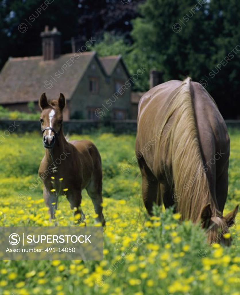 Stock Photo: 491-14050 Arabian Mare & Foal