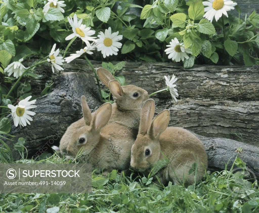 Stock Photo: 491-14059 Fawn Rex Rabbit
