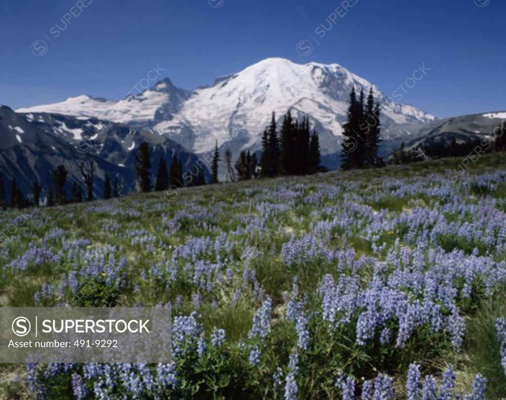 Stock Photo: 491-9292 Mount Rainier and Lupine Meadows Washington USA