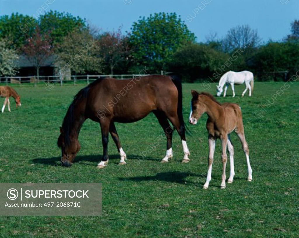 Stock Photo: 497-206871C Arabian Mare & Foal on a grassy field