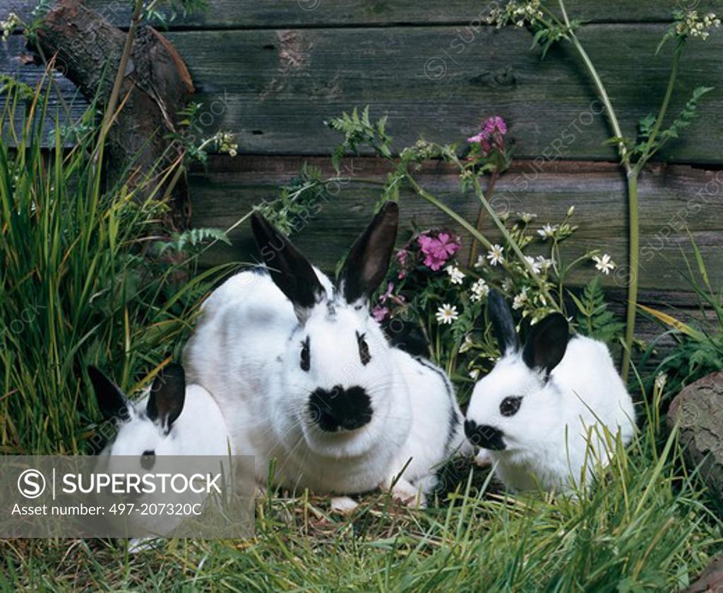 Stock Photo: 497-207320C Cross Bred English Rabbits sitting in grass