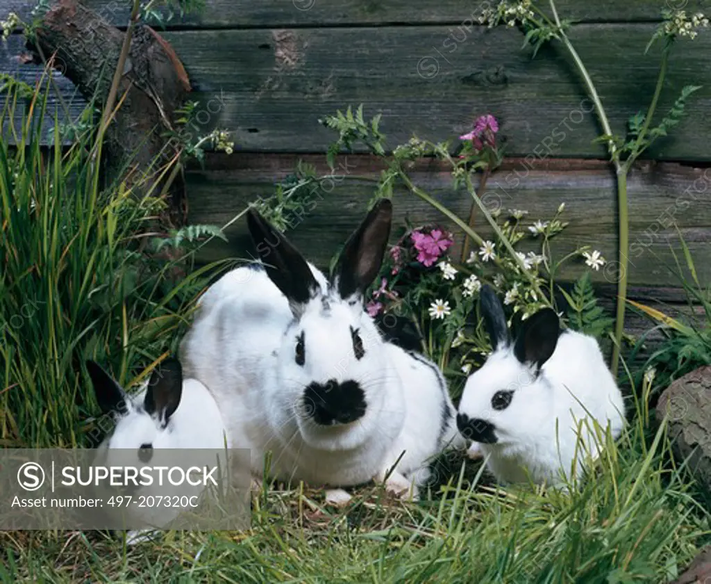 Cross Bred English Rabbits sitting in grass