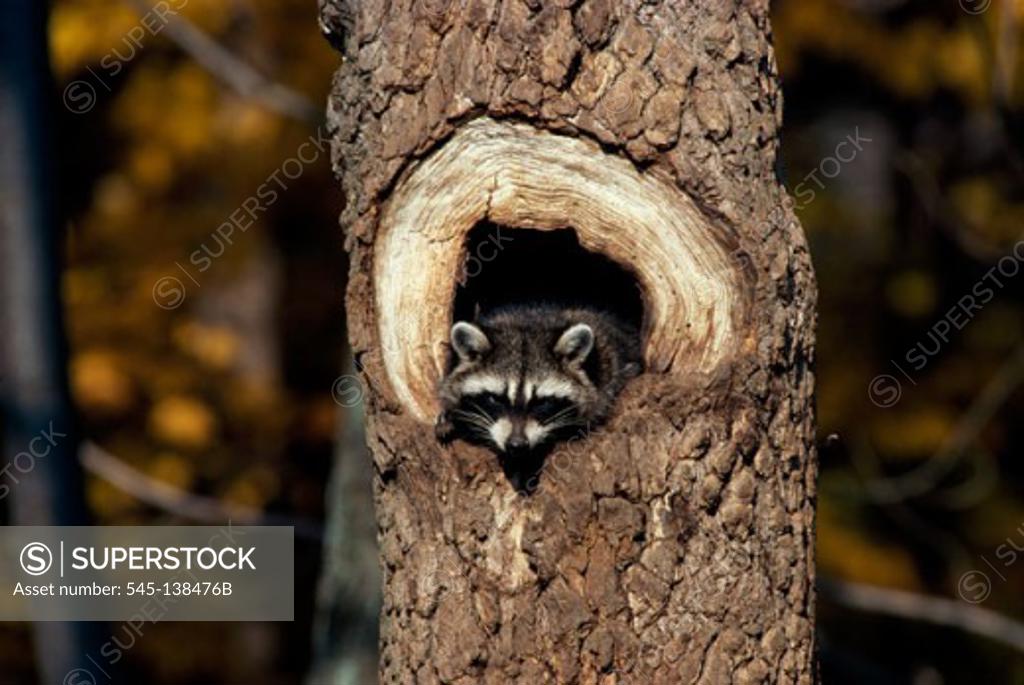 Stock Photo: 545-138476B Raccoon peeking from a tree hole (Procyon lotor)