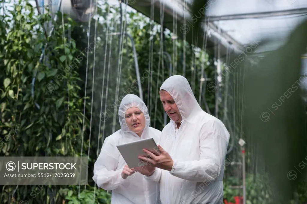 Two scientists working on digital tablet in the greenhouse
