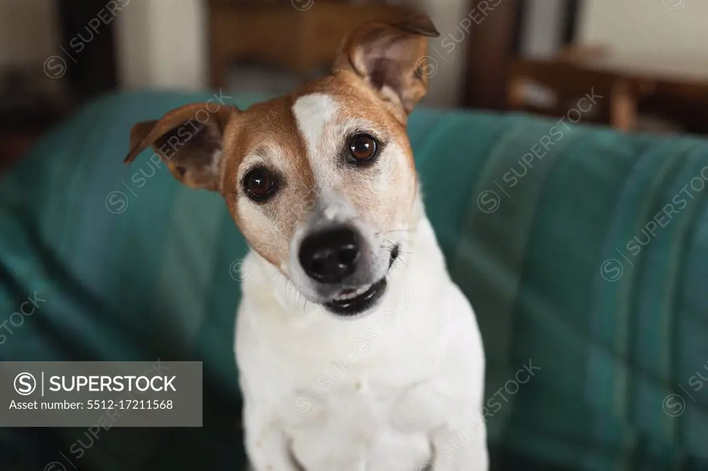 Front view of a cute pet dog sitting on the sofa in a living room and looking up at camera 