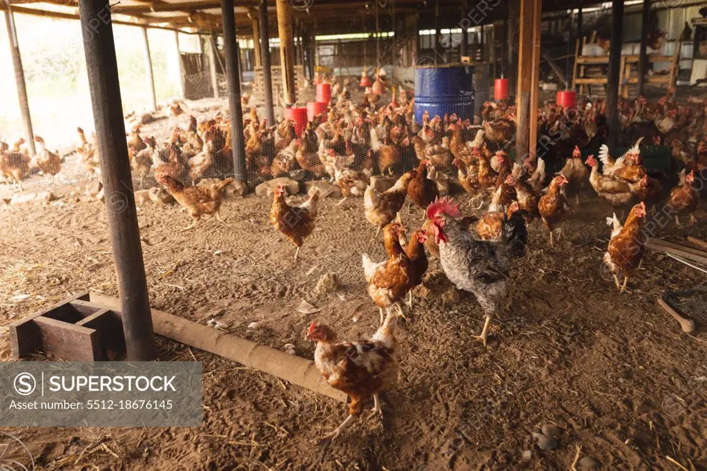 Flock of hens at domestic pen in organic poultry farm. animal husbandry and poultry  farming, livestock. - SuperStock
