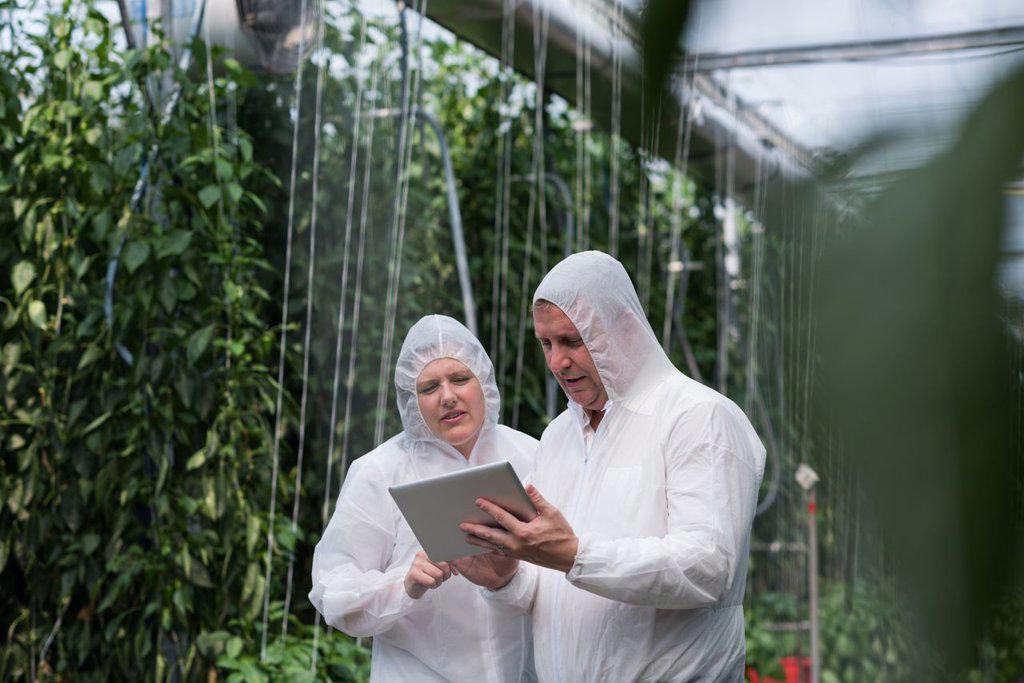 Two scientists working on digital tablet in the greenhouse