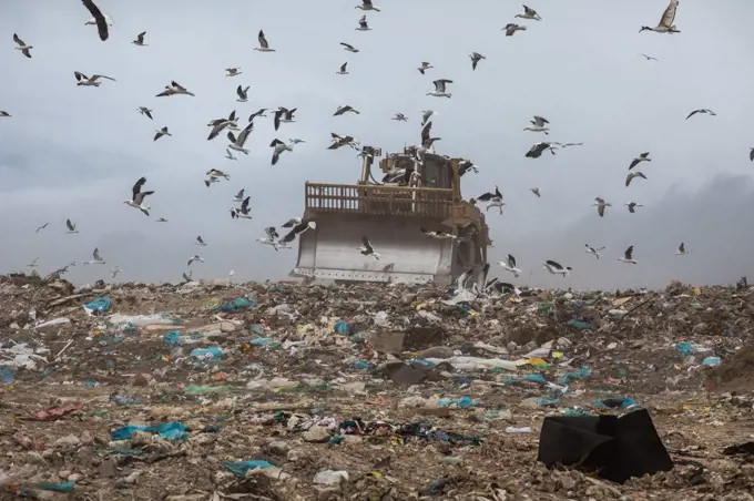 Flock of birds flying over bulldozer working and clearing rubbish piled on a landfill full of trash. Global environmental issue of waste disposal.