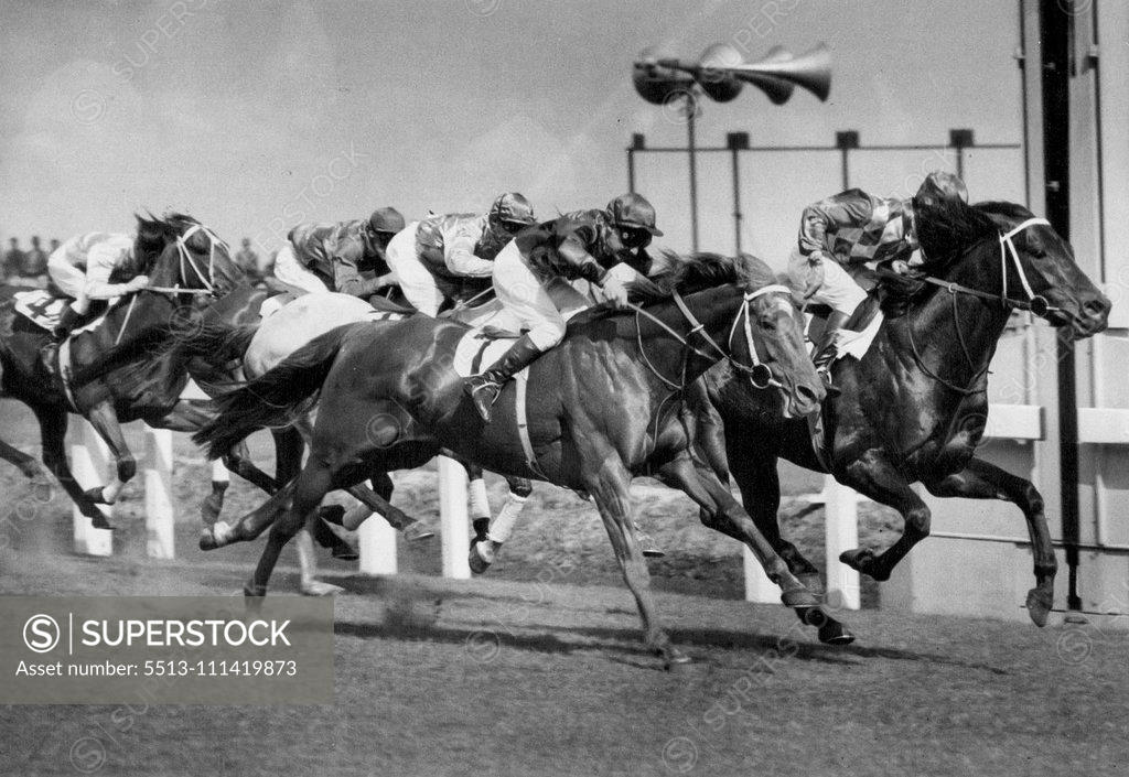 Stock Photo: 5513-111419873 "Wodalla" Racehorses. October 13, 1954.