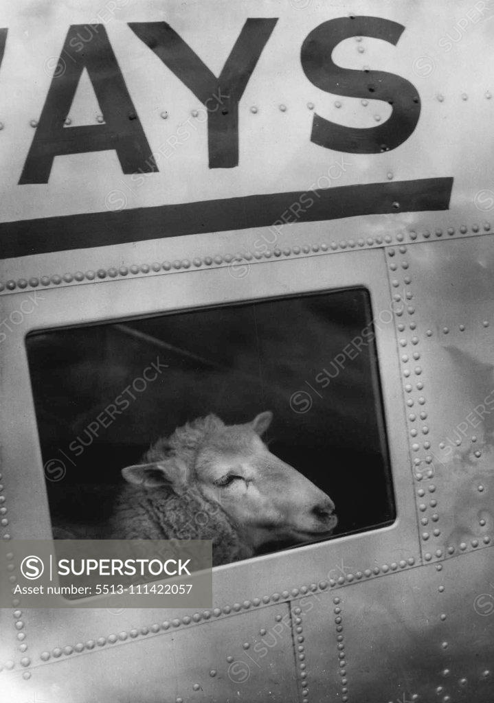 Stock Photo: 5513-111422057 206A - Air Freight & Cargo Planes. December 4, 1952. A sheep looking out an airplane window.
